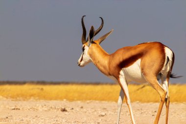 Lone springbok antilobu üzerinde mavi gökyüzü olan altın çimlerde duruyor. Gerçek bir denge anı, durgunluk ve vahşi Afrika güzelliği..