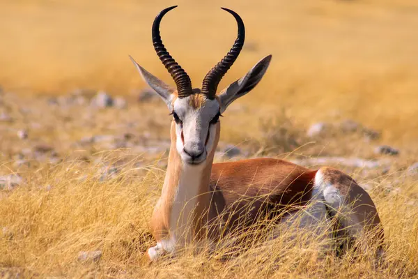 Lone springbok uzun sarı çimenlerin arasında duruyor. Afrika düzlüklerinin zarafet, sessizlik ve otantik güzelliğini gösteren gerçek bir vahşi yaşam görüntüsü..