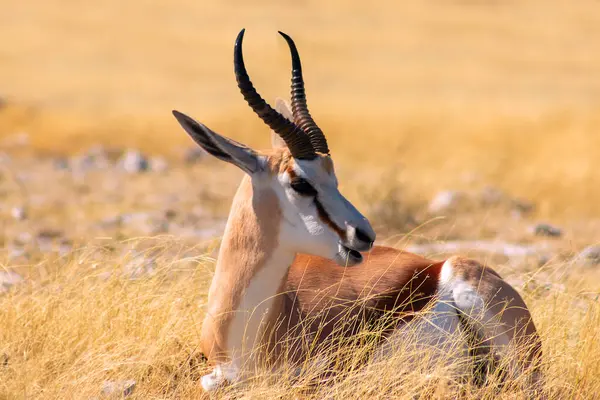 Lone springbok uzun sarı çimenlerin arasında duruyor. Afrika düzlüklerinin zarafet, sessizlik ve otantik güzelliğini gösteren gerçek bir vahşi yaşam görüntüsü..