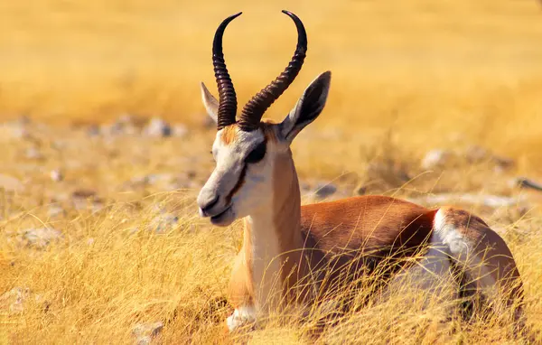 Lone springbok uzun sarı çimenlerin arasında duruyor. Afrika düzlüklerinin zarafet, sessizlik ve otantik güzelliğini gösteren gerçek bir vahşi yaşam görüntüsü..