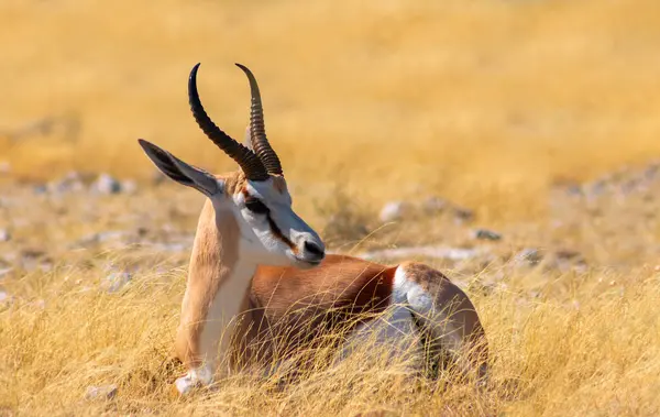 Lone springbok uzun sarı çimenlerin arasında duruyor. Afrika düzlüklerinin zarafet, sessizlik ve otantik güzelliğini gösteren gerçek bir vahşi yaşam görüntüsü..