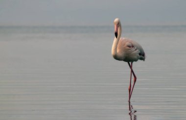 Premium Wildlife Image: Namibya 'nın Mavi Sularında Tek Başına Kalan Zarif Flamingo Seyahat Yayınları, Eko-Lüks Markalaşma ve Ornitoloji Temalı Projeler İçin Mükemmel