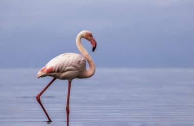 Premium Wildlife Image: Namibya 'nın Mavi Sularında Tek Başına Kalan Zarif Flamingo Seyahat Yayınları, Eko-Lüks Markalaşma ve Ornitoloji Temalı Projeler İçin Mükemmel
