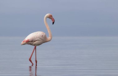 Premium Wildlife Image: Namibya 'nın Mavi Sularında Tek Başına Kalan Zarif Flamingo Seyahat Yayınları, Eko-Lüks Markalaşma ve Ornitoloji Temalı Projeler İçin Mükemmel