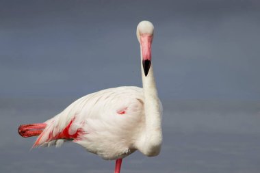 Özel Doğa Fotoğrafları: Afrika Gölündeki Yalnız Flamingo, Üst Düzey Vahşi Yaşam Baskıları, Editör Özellikleri ve Koruma Kampanyaları İçin İdeal Yumuşak Işıkta Yakalandı