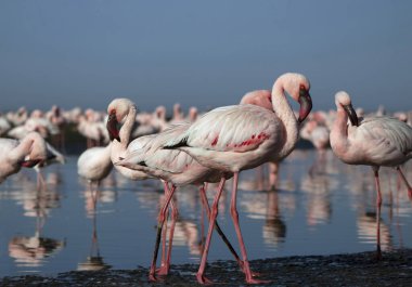 Durgun bir gölün yanındaki yumuşak ışıkta, yukarıda mavi gökyüzü. Doğa, seyahat, kuşlar ve barışçıl açık hava temaları için ideal bir vahşi yaşam fotoğrafı. Zarif ve doğal ortam..
