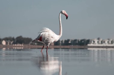 Özel Doğa Fotoğrafları: Afrika Gölündeki Yalnız Flamingo, Üst Düzey Vahşi Yaşam Baskıları, Editör Özellikleri ve Koruma Kampanyaları İçin İdeal Yumuşak Işıkta Yakalandı
