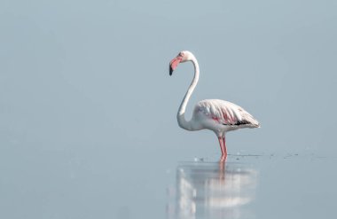 Sakin bir gölde tek başına duran pembe bir flamingonun gerçek fotoğrafı. Doğal ışık, yumuşak renkler ve yansıma doğa ve kuşlarla ilgili projeler için mükemmel bir vahşi yaşam sahnesi yaratır..