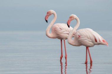 Premium Stock Fotoğrafı: Afrika Sularında Zarifçe Dolaşan Büyük Flamingo Çifti Zarif Çevre Turizmi, Ornitoloji Projeleri ve Üst Düzey Seyahat Yayınları İçin İdeal