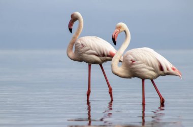 Premium Stock Fotoğrafı: Afrika Sularında Zarifçe Dolaşan Büyük Flamingo Çifti Zarif Çevre Turizmi, Ornitoloji Projeleri ve Üst Düzey Seyahat Yayınları İçin İdeal