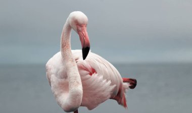 Afrika vahşi doğasında canlı tüyleri ve doğal çevresi olan yalnız bir flamingonun portresi. Vahşi yaşam fotoğrafçılığı, egzotik kuşlar ve otantik doğa görselleri için mükemmel..