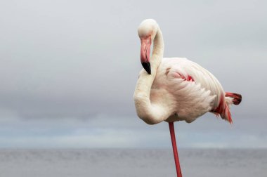 Özel Doğa Fotoğrafları: Afrika Gölündeki Yalnız Flamingo, Üst Düzey Vahşi Yaşam Baskıları, Editör Özellikleri ve Koruma Kampanyaları İçin İdeal Yumuşak Işıkta Yakalandı