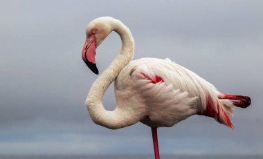 Özel Doğa Fotoğrafları: Afrika Gölündeki Yalnız Flamingo, Üst Düzey Vahşi Yaşam Baskıları, Editör Özellikleri ve Koruma Kampanyaları İçin İdeal Yumuşak Işıkta Yakalandı