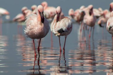 Durgun bir gölün yanındaki yumuşak ışıkta, yukarıda mavi gökyüzü. Doğa, seyahat, kuşlar ve barışçıl açık hava temaları için ideal bir vahşi yaşam fotoğrafı. Zarif ve doğal ortam..