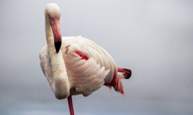 Özel Doğa Fotoğrafları: Afrika Gölündeki Yalnız Flamingo, Üst Düzey Vahşi Yaşam Baskıları, Editör Özellikleri ve Koruma Kampanyaları İçin İdeal Yumuşak Işıkta Yakalandı