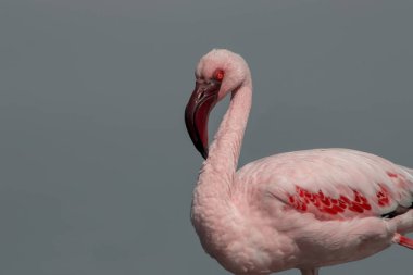 Afrika vahşi doğasında canlı tüyleri ve doğal çevresi olan yalnız bir flamingonun portresi. Vahşi yaşam fotoğrafçılığı, egzotik kuşlar ve otantik doğa görselleri için mükemmel..