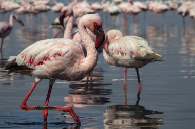 Durgun bir gölün yanındaki yumuşak ışıkta, yukarıda mavi gökyüzü. Doğa, seyahat, kuşlar ve barışçıl açık hava temaları için ideal bir vahşi yaşam fotoğrafı. Zarif ve doğal ortam..