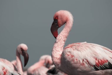 Durgun bir gölün yanındaki yumuşak ışıkta, yukarıda mavi gökyüzü. Doğa, seyahat, kuşlar ve barışçıl açık hava temaları için ideal bir vahşi yaşam fotoğrafı. Zarif ve doğal ortam..