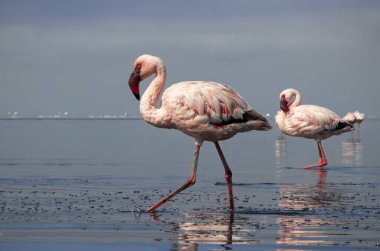 Premium Stock Fotoğrafı: Afrika Sularında Zarifçe Dolaşan Büyük Flamingo Çifti Zarif Çevre Turizmi, Ornitoloji Projeleri ve Üst Düzey Seyahat Yayınları İçin İdeal