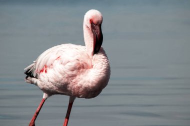 Özel Doğa Fotoğrafları: Afrika Gölündeki Yalnız Flamingo, Üst Düzey Vahşi Yaşam Baskıları, Editör Özellikleri ve Koruma Kampanyaları İçin İdeal Yumuşak Işıkta Yakalandı