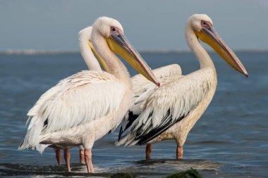 Bir grup Büyük Beyaz Pelikan Namibya 'daki sakin bir gölde dinleniyor ve yürüyor. Vahşi yaşam, kuş izleme, Afrika doğası, seyahat fotoğrafçılığı ve doğal yaşam alanları için mükemmel..