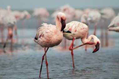 Durgun bir gölün yanındaki yumuşak ışıkta, yukarıda mavi gökyüzü. Doğa, seyahat, kuşlar ve barışçıl açık hava temaları için ideal bir vahşi yaşam fotoğrafı. Zarif ve doğal ortam..