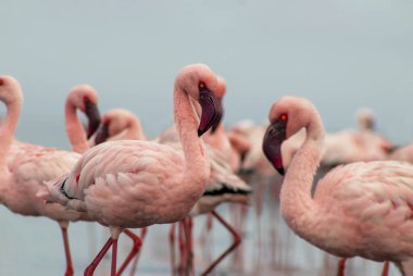 Durgun bir gölün yanındaki yumuşak ışıkta, yukarıda mavi gökyüzü. Doğa, seyahat, kuşlar ve barışçıl açık hava temaları için ideal bir vahşi yaşam fotoğrafı. Zarif ve doğal ortam..