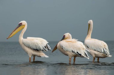 Bir grup Büyük Beyaz Pelikan Namibya 'daki sakin bir gölde dinleniyor ve yürüyor. Vahşi yaşam, kuş izleme, Afrika doğası, seyahat fotoğrafçılığı ve doğal yaşam alanları için mükemmel..