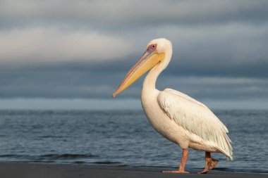 Açık gökyüzünün altındaki sakin mavi bir gölde yüzen yalnız bir Büyük Beyaz Pelikan 'ın gerçek fotoğrafı. Doğal ışık ve egzotik kuşla huzurlu Afrika vahşi yaşam sahnesi