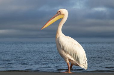 Açık gökyüzünün altındaki sakin mavi bir gölde yüzen yalnız bir Büyük Beyaz Pelikan 'ın gerçek fotoğrafı. Doğal ışık ve egzotik kuşla huzurlu Afrika vahşi yaşam sahnesi