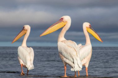 Atlantik Okyanusu kıyısında canlı bir gökyüzüne karşı duran büyük Afrika pelikanları. Doğanın ve sahil kuşlarının güzelliğini yansıtan çarpıcı bir vahşi yaşam sahnesi.