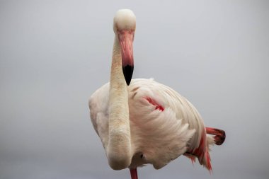 Tek bir Flamingo 'nun yüksek kaliteli fotoğrafı zarif bir şekilde Vahşi Yaşam, Yaratıcı Dekor ve Doğadan İlham Almış Tasarım Projeleri üzerine duruyor.