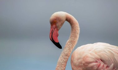 Tek bir Flamingo 'nun yüksek kaliteli fotoğrafı zarif bir şekilde Vahşi Yaşam, Yaratıcı Dekor ve Doğadan İlham Almış Tasarım Projeleri üzerine duruyor.