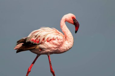Tek bir Flamingo 'nun yüksek kaliteli fotoğrafı zarif bir şekilde Vahşi Yaşam, Yaratıcı Dekor ve Doğadan İlham Almış Tasarım Projeleri üzerine duruyor.