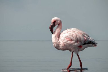 Tek bir Flamingo 'nun yüksek kaliteli fotoğrafı zarif bir şekilde Vahşi Yaşam, Yaratıcı Dekor ve Doğadan İlham Almış Tasarım Projeleri üzerine duruyor.
