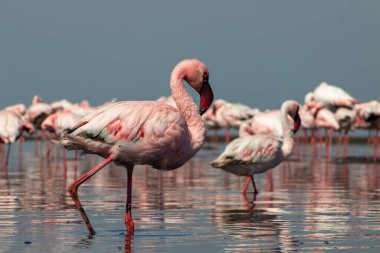 Namibias 'daki bir flamingo sürüsünün lüks stok görüntüsü kristal mavi lagün, zarafet, denge ve vahşi güzellik ifade Premium seyahat, koruma hikaye anlatımı ve üst düzey görsel projeler için.
