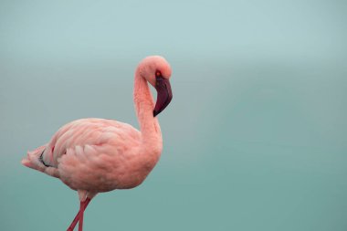 Tek bir Flamingo 'nun yüksek kaliteli fotoğrafı zarif bir şekilde Vahşi Yaşam, Yaratıcı Dekor ve Doğadan İlham Almış Tasarım Projeleri üzerine duruyor.