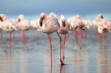 Namibias 'daki bir flamingo sürüsünün lüks stok görüntüsü kristal mavi lagün, zarafet, denge ve vahşi güzellik ifade Premium seyahat, koruma hikaye anlatımı ve üst düzey görsel projeler için.