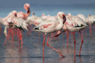 Namibias 'daki bir flamingo sürüsünün lüks stok görüntüsü kristal mavi lagün, zarafet, denge ve vahşi güzellik ifade Premium seyahat, koruma hikaye anlatımı ve üst düzey görsel projeler için.
