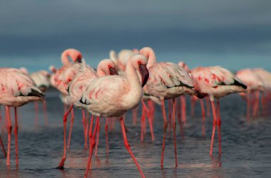 Namibias 'daki bir flamingo sürüsünün lüks stok görüntüsü kristal mavi lagün, zarafet, denge ve vahşi güzellik ifade Premium seyahat, koruma hikaye anlatımı ve üst düzey görsel projeler için.