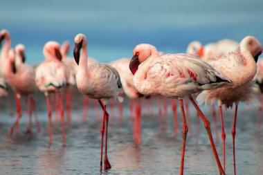 Namibias 'daki bir flamingo sürüsünün lüks stok görüntüsü kristal mavi lagün, zarafet, denge ve vahşi güzellik ifade Premium seyahat, koruma hikaye anlatımı ve üst düzey görsel projeler için.