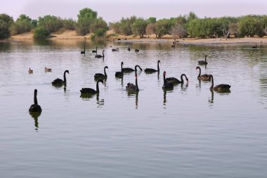 Al Marmoom Çölü Koruma Alanı 'ndaki Al Qudra Gölünde siyah kuğulu insan yapımı göl manzarası. Love Lake, Dubai, BAE 'nin en önemli turistik yerlerinden biridir.
