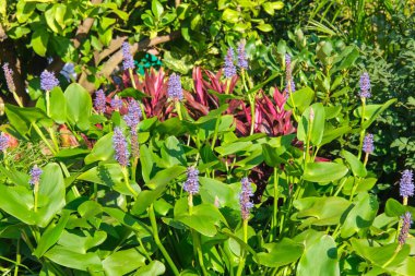 Blooming Pickerel Weed rush with lilac violet flowers, Pontederia Cordata, in landscaped garden pond with various decorative aquatic plants. Aquatic perennial herb with creeping rhizomes clipart