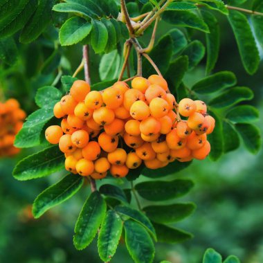 Olgun kırmızı turuncu ahududu kümesi, Rowan ağacının dallarında yetişen bulanık yeşil yapraklarla çevrili. Hasat zamanı. Önplana odaklan.