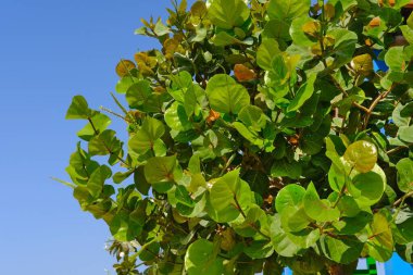 Lush branches with Shiny evergreen leathery leaves veined in red of Sea Grape or Coccoloba uvifera, small tree or shrub, tolerant salt, growing on beach clipart