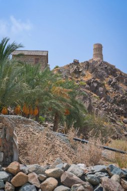 Hajar Dağları 'nda eski gözetleme kulesi ve palmiye ağaçları olan vaha, Fujairah, Birleşik Arap Emirlikleri.