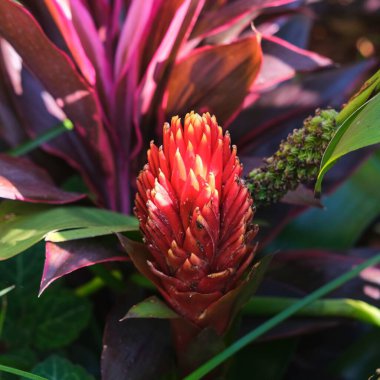 Guzman ya da Scarlet yıldızının parıldayan kırmızı çiçeği ya da Droophead tütsülenmiş uçak bitkisi ya da dil şekilli guzmania, vazo fabrikası, Bromeliaceae ailesi, epifiz bromeliadlar.