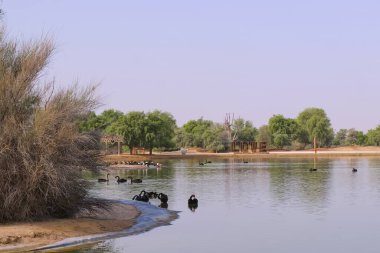 30.07.2023 Dubai, BAE. Siyah kuğulu insan yapımı göl manzarası ve Al Marmoom Çölü Koruma Alanı 'ndaki Al Qudra Gölleri' nde aşk işareti. Love Lake, BAE 'nin en önemli turistik yerlerinden biridir.