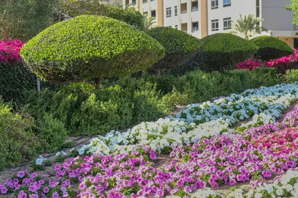 Süslü budanmış çalılar ve sıra sıra Petunya çiçekleri şehir peyzajı olarak kullanılıyor. Kentsel çiçek dekoratif manzara tasarımı. Tomurcuk açan renkli petunyalar ve Dubai sokaklarında şekillenmiş ağaçlar.