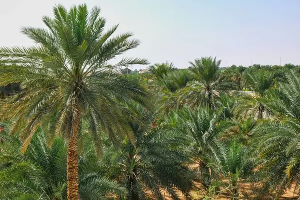 Vahada hurma ağaçları dizili. Arka plan olarak doğal yemyeşil palmiye çiti. BAE 'deki kentsel yeşillik parkı peyzajı kavramı.